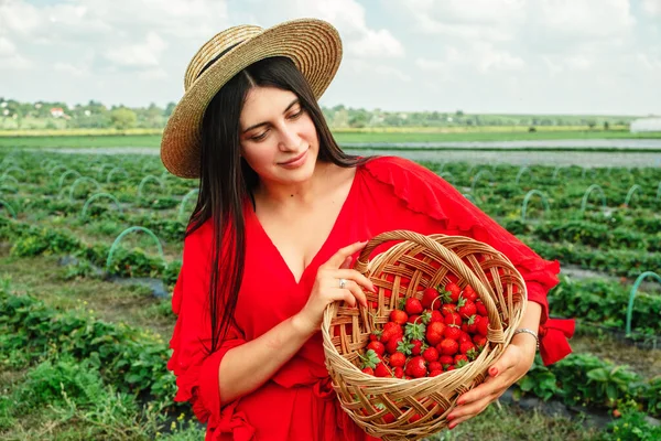Mulher Deslumbrante Vestido Vermelho Recolhendo Morangos Época Colheita Fazenda — Fotografia de Stock
