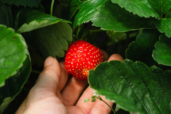 Red Strawberry Hand Green Leaves Copy Space — Stock Photo, Image