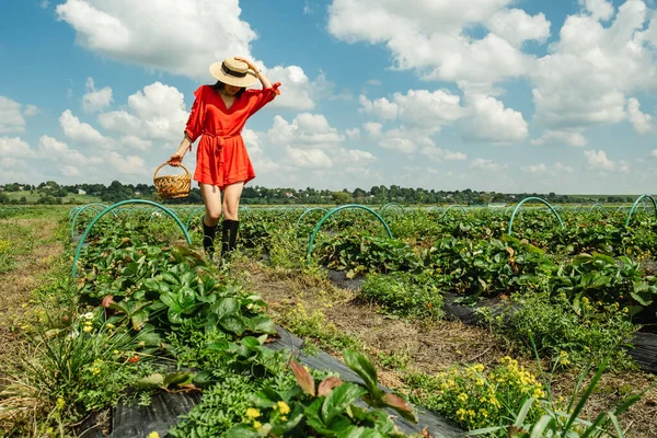 Beautiful Woman Red Dress Gathering Strawberry Farm Ecotourism — Stock Photo, Image