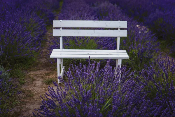 Lavender Fields Bench Middle Them — Stock Photo, Image