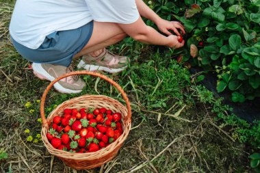 Ekinci kadın sepete çilek koydu.