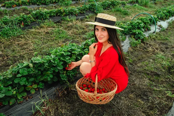Happy Woman Farm Put Strawberries Basket Eco Tourism Concept — Stock Photo, Image