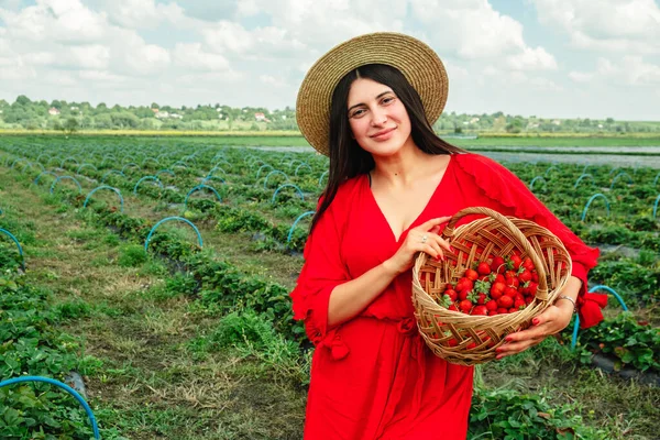 Stunning Woman Red Dress Gathering Strawberries Farm Harvest Time — Stock Photo, Image