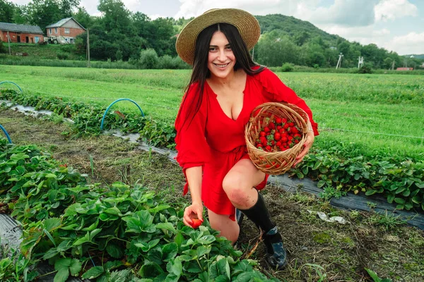 Stunning Woman Red Dress Gathering Strawberries Farm Harvest Time — Stock Photo, Image
