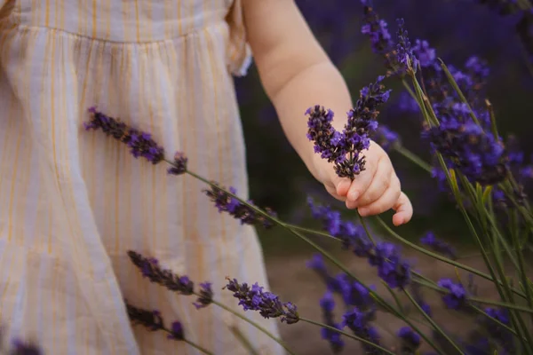 Little Girl Touches Lavender Flowers Field She Stands Middle — Stock Photo, Image