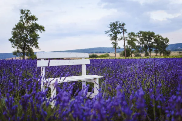 Bench Lavender Field View Sky — Stock Photo, Image