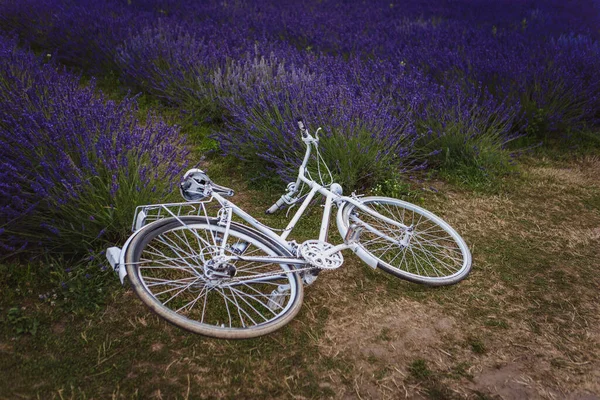 Field Lavender Bicycle Lying Ground — Stock Photo, Image