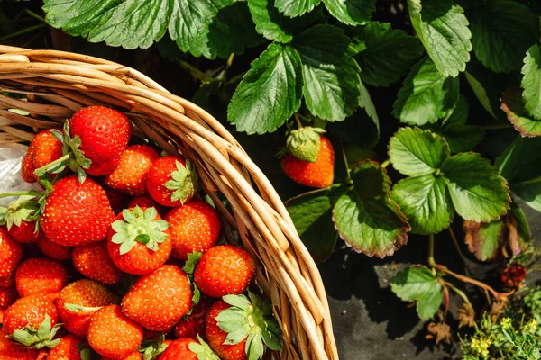 Overhead View Strawberries Basket Harvest Time — Stock Photo, Image