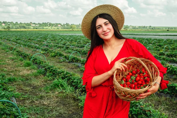 Mulher Deslumbrante Vestido Vermelho Recolhendo Morangos Época Colheita Fazenda — Fotografia de Stock