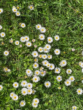 Papatyaları ve karahindibaları olan bir çim.