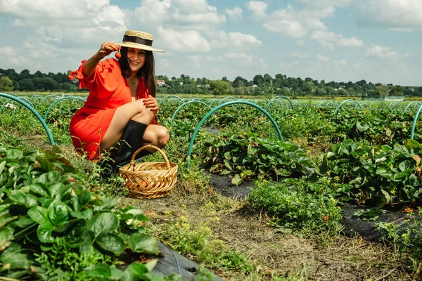 Mulher Bonita Vestido Vermelho Recolhendo Morango Fazenda Ecoturismo — Fotografia de Stock