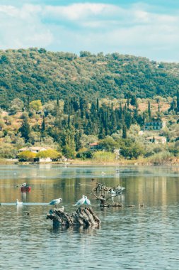 Lefkada adasında martı kuşları