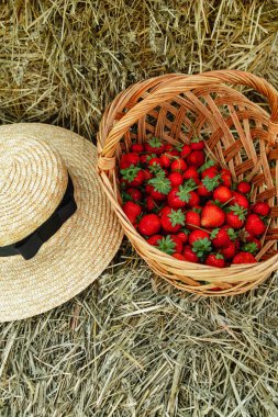 Samanlıkta çilek ve hasat eko-turizm.