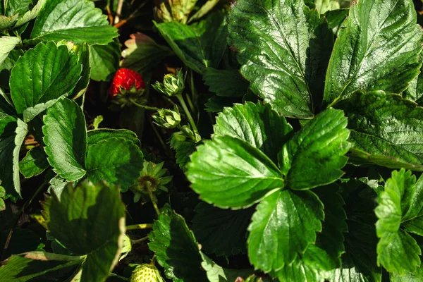 Κόκκινη Φράουλα Πράσινο Φύλλα Αντιγράψετε Χώρο — Φωτογραφία Αρχείου
