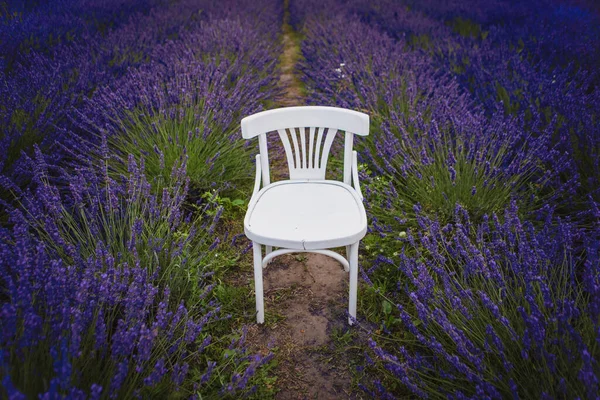 White Antique Chair Stands Lavender Field — Stock Photo, Image