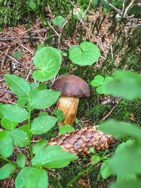 Cone Mushroom Grass — Stock Photo, Image