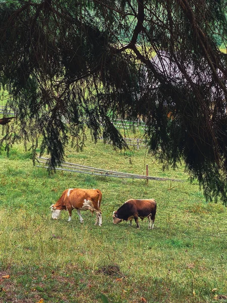 Kühe Auf Dorfbauernhof Den Karpaten Ukraine — Stockfoto