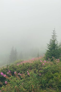 Karpat dağlarında sisli hava Pembe çiçekler boşluğu kopyalıyor