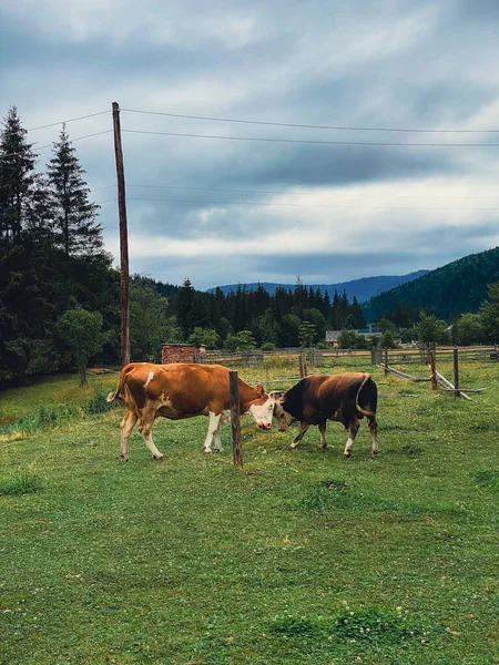 Krávy Vesnici Farma Karpat Hory Ukrajinské — Stock fotografie