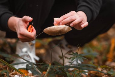 Sonbahar ormanlarında mantar arıyorum. Kapatın.