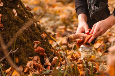 Sonbahar ormanlarında mantar arıyorum. Kapatın.