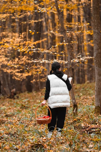 Femme Dans Forêt Automne Recherche Champignons Dans Forêt Automne Par — Photo