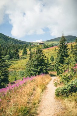 Güneşli bir günde Karpat Dağları manzarası