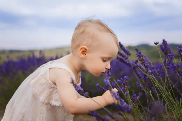 An adorable little girl smells lavender flowers as she walks through the field