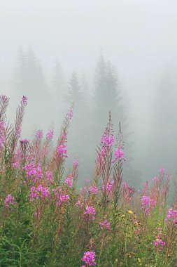 Karpat dağlarında sisli hava Pembe çiçekler boşluğu kopyalıyor