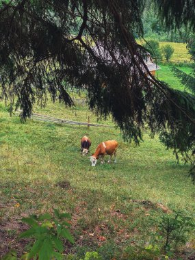 cows at village farm in carpathian mountains ukraine clipart
