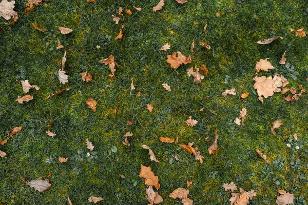 Groen Grasveld Bedekt Met Herfst Geel Eiken Bladeren Kopiëren Ruimte Stockafbeelding