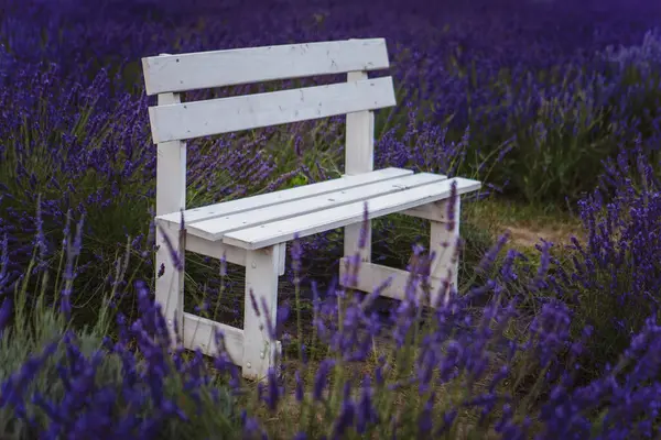 Bench Situated Field Lavender Beautiful Setting Stock Image