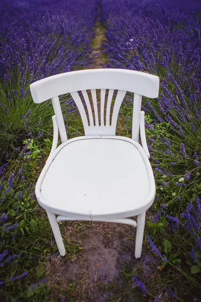 Lavender Fields Surround White Vintage Chair Middle Them Royalty Free Stock Photos