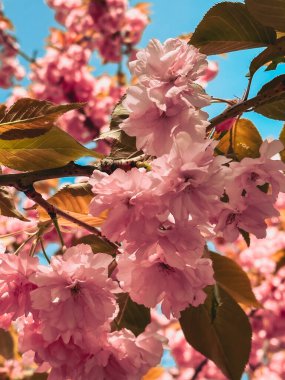 Sakura çiçekleri kopyalama alanını kapatır