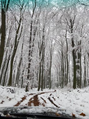 Donmuş ormandaki patika yolu manzarası doğadaki güzellik