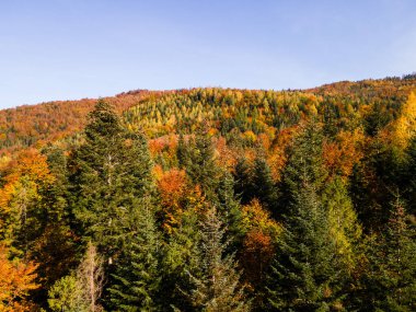 Parlak Sonbahar Ormanı Hava Karpati Dağları manzarası