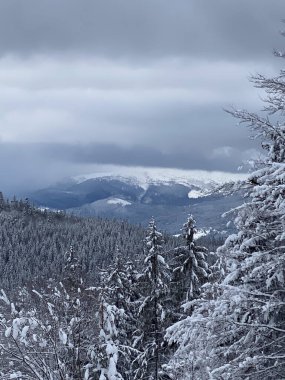 Yoğun orman ve bulutlu gökyüzü ile karla kaplı dağ manzarası.