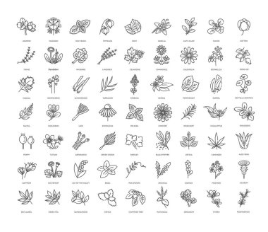 Bitki koleksiyonu. Vektör botanik kümesi