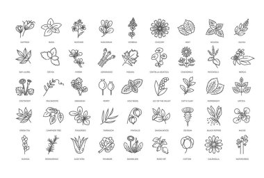 Bitki koleksiyonu. Vektör botanik kümesi