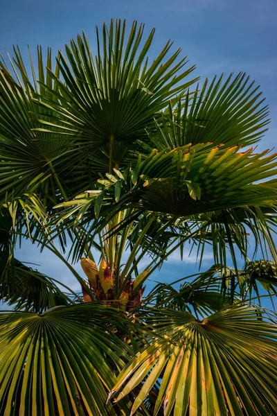 Güneşli Bir Günde Palmiye Ağacı — Stok fotoğraf