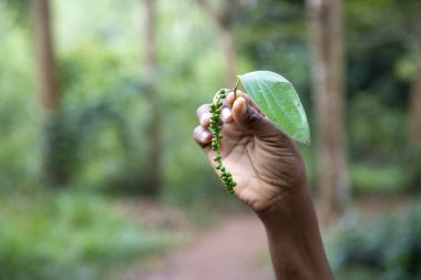 Taze koparılmış yeşil biberler ve Afrikalı bir adamın elinde bir yaprak. Kara biber (Piper nigrum). Arka planda orman, baharat çiftliği, Zanzibar
