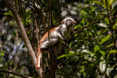 Doğal olmayan kısa, güdük kuyruklu kırmızı bir kolobus maymunu bir ağaç dalına oturur ve etrafa bakar. Güçlü bir zıtlık. Güneş ışığı ve gölgeler. Jozani Ormanı Ulusal Parkı.