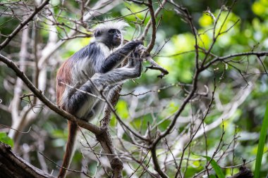 Görünüşte yaşlı bir Zanzibar kırmızı kolobusu sakince bacaklarıyla bir dalda oturur ve etrafına bakar. Jozani Ormanı Ulusal Parkı.