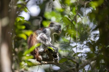 Doğal olmayan kısa, güdük kuyruklu kırmızı bir kolobus maymunu bir ağaç dalına oturur ve etrafa bakar. Güneş ışığı ve gölgeler. Jozani Ormanı Ulusal Parkı.