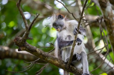 A seemingly older Zanzibar red colobus calmly sits on a branch, holding on while gazing down beneath itself. Jozani Forest National Park. clipart