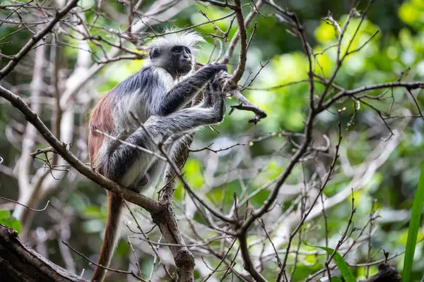 Görünüşte yaşlı bir Zanzibar kırmızı kolobusu sakince bacaklarıyla bir dalda oturur ve etrafına bakar. Jozani Ormanı Ulusal Parkı.