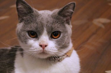 Güneşli Etretat uçurumları, arka plan ışıkları ve üzerinde küçük insanlar, Fransa 'nın Normandie kentindeki okyanusun güzel manzarası ve manzarası.