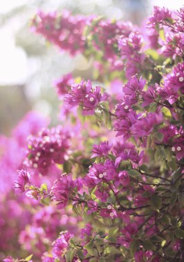 Hayalperest Pembe Bougainvillea Glabra, Küçük Bougainvillea, Vietnam 'da bir bahçede Paperflower çalısı