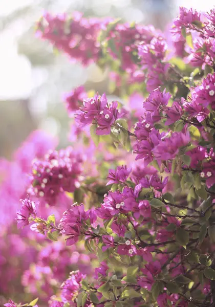 Hayalperest Pembe Bougainvillea Glabra, Küçük Bougainvillea, Vietnam 'da bir bahçede Paperflower çalısı