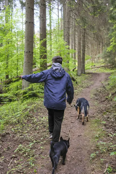 Man from behind no face walking two dogs, a black German Shepherd and French bulldog and pug hiking in the woods or forest